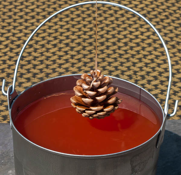 Pine_Cone_Dipping.jpg