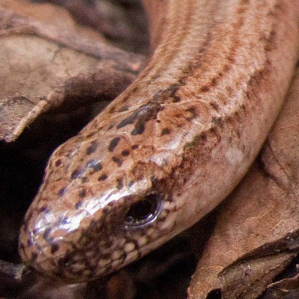 Sloworm-Mugshot.jpg