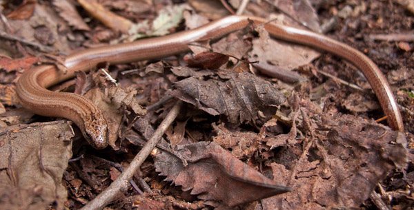 Sloworm_2.jpg